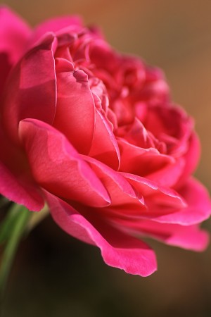 Hot In Pink Rose 